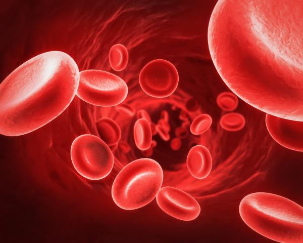 RedBloodCells3.jpeg